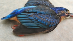 Alcedo meninting