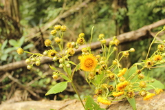Munnozia