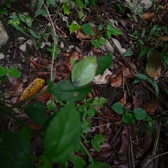 Chlorocoris distinctus