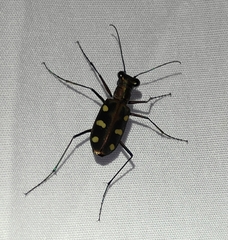 Cosmodela aurulenta