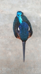 Alcedo meninting