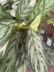 Aglaonema commutatum