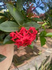 Ixora