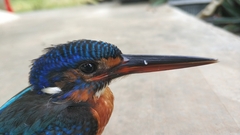 Alcedo meninting