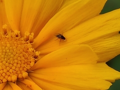 Milichiidae