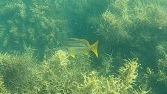 Lutjanus carponotatus