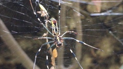 Trichonephila clavipes