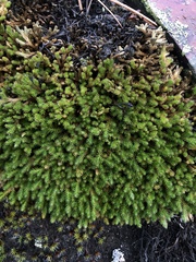 Selaginella wallacei