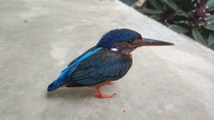 Alcedo meninting