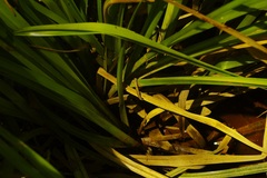 Rhynchospora corymbosa