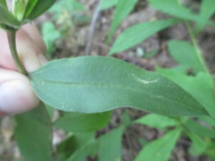 Gentiana decora