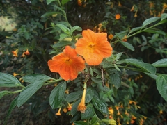Streptosolen