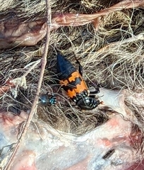 Nicrophorus marginatus