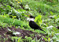 White-Collared Blackbird photo 1