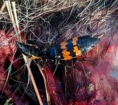 Nicrophorus marginatus