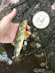 Hypentelium nigricans