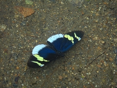 Heliconius eleuchia