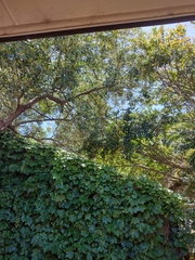 Myiagra cyanoleuca