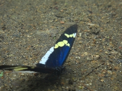 Heliconius eleuchia
