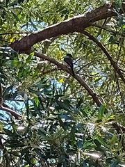Myiagra cyanoleuca