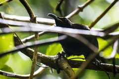 Ptiloris victoriae