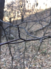 Cornus alternifolia