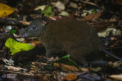 Hypsiprymnodon moschatus