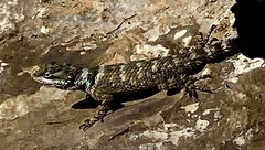 Sceloporus poinsettii