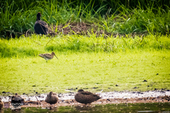 Gallinago hardwickii