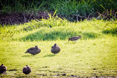 Gallinago hardwickii