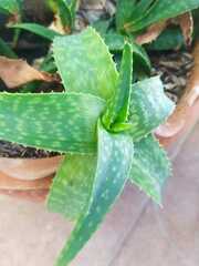 Aloe juvenna
