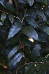 Diospyros pentamera