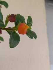 Nematanthus