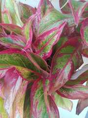 Aglaonema