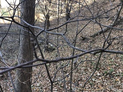 Cornus alternifolia