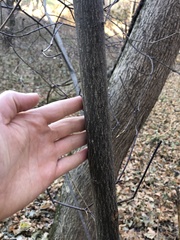 Cornus alternifolia
