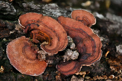 Punctularia strigosozonata