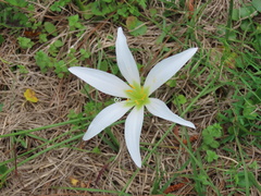 Zephyranthes atamasco
