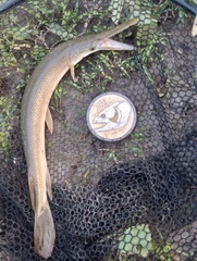 Lepisosteus platostomus