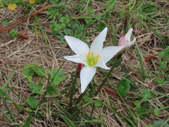 Zephyranthes atamasco