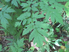Actaea podocarpa