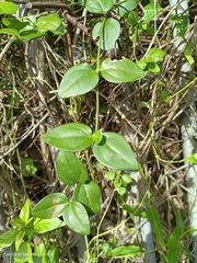 Jasminum nervosum