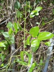 Jasminum nervosum