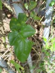 Jasminum nervosum