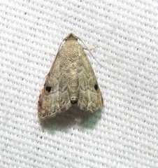 Abablemma brimleyana