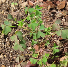 Oxalis corniculata