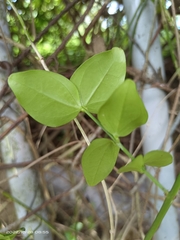 Jasminum nervosum