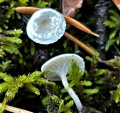 Cantharellula umbonata