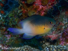 Stegastes partitus