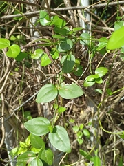 Jasminum nervosum